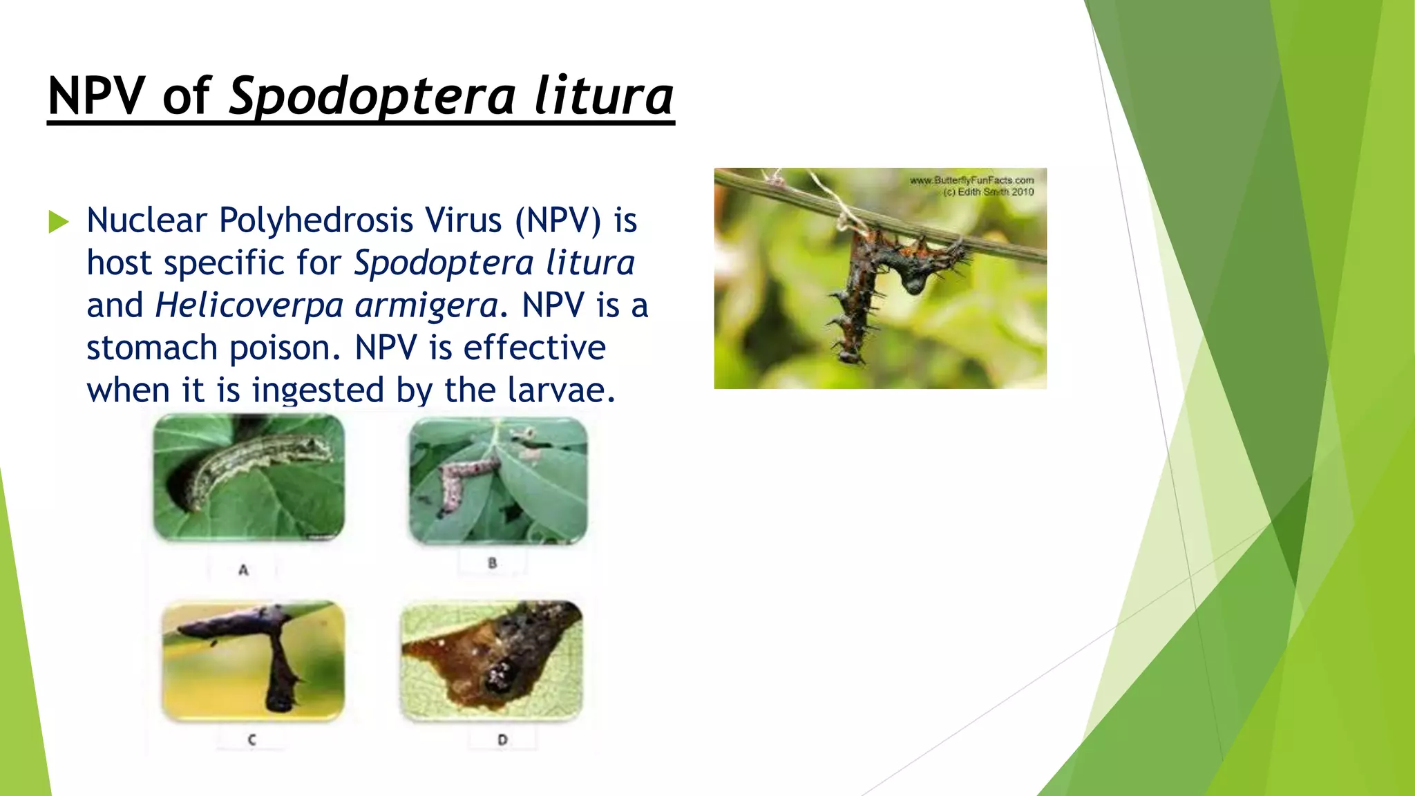 Biocontrol ppt | PPTX