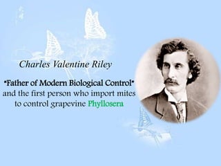 Biological Control of Garden pea | PPT