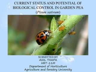 CURRENT STATUS AND POTENTIAL OF
BIOLOGICAL CONTROL IN GARDEN PEA
(Pisum sativum)
SUBMITTED BY
ANIL THAPA
HRT-11M
Department of Horticulture
Agriculture and forestry University
 