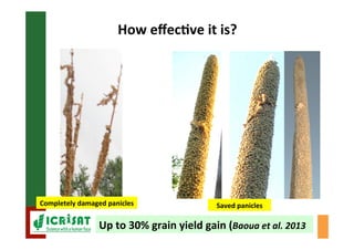Biological control of the millet head miner in Niger and Senegal