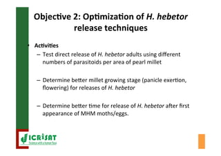 Biological control of the millet head miner in Niger and Senegal