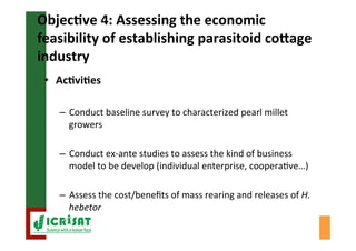Biological control of the millet head miner in Niger and Senegal