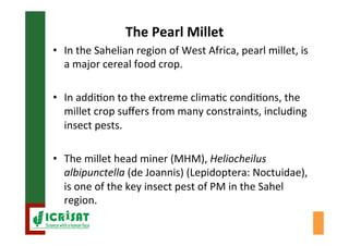 Biological control of the millet head miner in Niger and Senegal