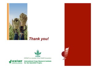 Biological control of the millet head miner in Niger and Senegal