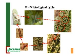 Biological control of the millet head miner in Niger and Senegal