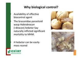 Biological control of the millet head miner in Niger and Senegal