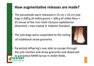 Biological control of the millet head miner in Niger and Senegal