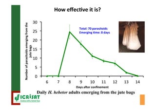Biological control of the millet head miner in Niger and Senegal