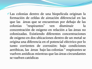 Las colonias dentro de una biopelícula originan la
formación de celdas de aireación diferencial en las
que las áreas que se encuentran por debajo de las
colonias “respirantes” ven disminuir la
concentración de oxigeno en relación a las áreas no
colonizadas. Existiendo diferentes concentraciones
de oxigeno en dos ubicaciones dentro de un metal se
origina una diferencia en el potencial eléctrico por lo
tanto corrientes de corrosión: bajo condiciones
aeróbicas, las áreas bajo las colonias “ respirantes se
vuelven anódicas mientras que las áreas circundantes
se vuelven catódicas
 