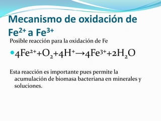Mecanismo de oxidación de
Fe2+ a Fe3+
Posible reacción para la oxidación de Fe
4Fe2++O2+4H+→4Fe3++2H2O
Esta reacción es importante pues permite la
acumulación de biomasa bacteriana en minerales y
soluciones.
 