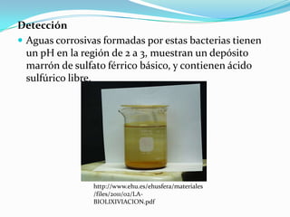 Detección
 Aguas corrosivas formadas por estas bacterias tienen
un pH en la región de 2 a 3, muestran un depósito
marrón de sulfato férrico básico, y contienen ácido
sulfúrico libre.
http://www.ehu.es/ehusfera/materiales
/files/2011/02/LA-
BIOLIXIVIACION.pdf
 