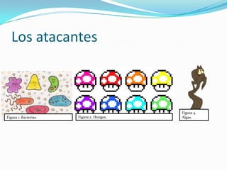 Los atacantes
Figura 1. Bacterias. Figura 2. Hongos.
Figura 4.
Algas.
 