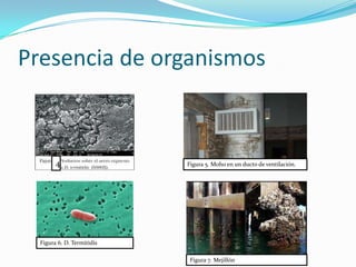 Presencia de organismos
Figura 6. D. Termitidis
Figura 7. Mejillón
4 Figura 5. Moho en un ducto de ventilación.
 