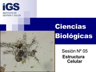 Ciencias Biológicas Sesión Nº 05 Estructura  Celular 