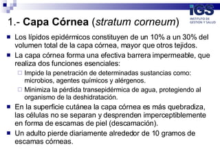 1.-  Capa Córnea  ( stratum corneum )  ,[object Object],[object Object],[object Object],[object Object],[object Object],[object Object]