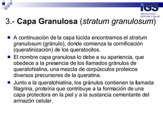 3.-  Capa Granulosa  ( stratum granulosum )  ,[object Object],[object Object],[object Object]