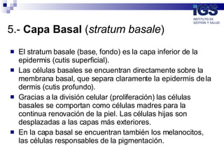 5.-  Capa Basal  ( stratum basale )  ,[object Object],[object Object],[object Object],[object Object]