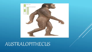 AUSTRALOPITHECUS
 