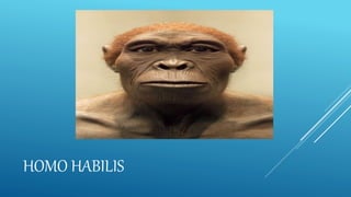 HOMO HABILIS
 