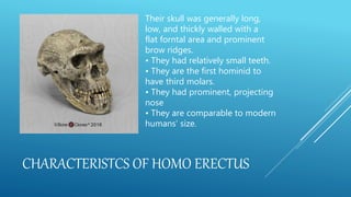 CHARACTERISTCS OF HOMO ERECTUS
Their skull was generally long,
low, and thickly walled with a
flat forntal area and prominent
brow ridges.
• They had relatively small teeth.
• They are the first hominid to
have third molars.
• They had prominent, projecting
nose
• They are comparable to modern
humans’ size.
 