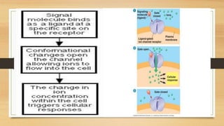 Cell Receptors | PPTX