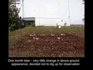 One month later - very little change in above ground appearance, decided not to dig up for observation 