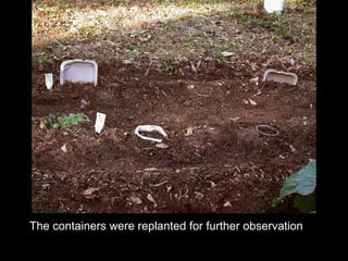 The containers were replanted for further observation 