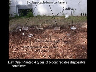 Day One: Planted 4 types of biodegradable disposable containers 