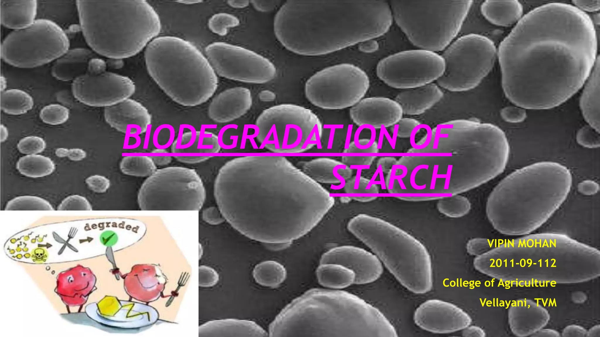 BIODEGRADATION OF
STARCH
VIPIN MOHAN
2011-09-112
College of Agriculture
Vellayani, TVM
 