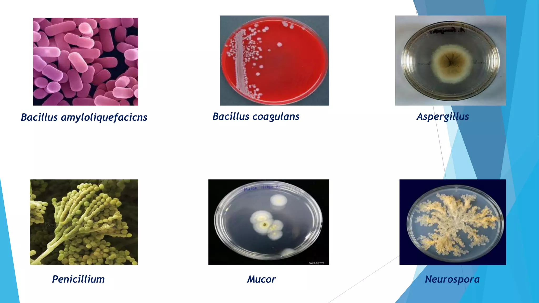Bacillus amyloliquefacicns Bacillus coagulans Aspergillus
Penicillium NeurosporaMucor
 