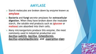 AMYLASE
 Starch molecules are broken down by enzyme known as
amylase.
 Bacteria and fungi secrete amylases for extracellular
digestion. When they have broken down the insoluble
starch, the soluble end products such as (glucose or
maltose) are absorbed into their cells.
 Many microorganisms produce this enzyme, the most
commonly used in industrial production are
bacillus subtilis, bacillus licheniformis,
bacillus amyloliquifaciens and aspergillus niger.
 