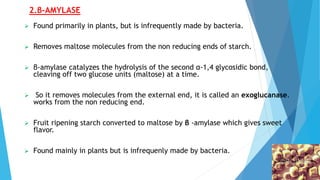 2.β-AMYLASE
 Found primarily in plants, but is infrequently made by bacteria.
 Removes maltose molecules from the non reducing ends of starch.
 β-amylase catalyzes the hydrolysis of the second α-1,4 glycosidic bond,
cleaving off two glucose units (maltose) at a time.
 So it removes molecules from the external end, it is called an exoglucanase.
works from the non reducing end.
 Fruit ripening starch converted to maltose by β -amylase which gives sweet
flavor.
 Found mainly in plants but is infrequenly made by bacteria.
 
