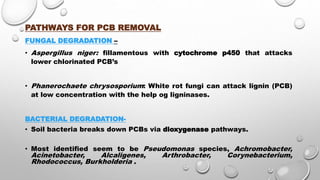 PATHWAYS FOR PCB REMOVAL
FUNGAL DEGRADATION –
• Aspergillus niger: fillamentous with cytochrome p450 that attacks
lower chlorinated PCB’s
• Phanerochaete chrysosporium: White rot fungi can attack lignin (PCB)
at low concentration with the help og ligninases.
BACTERIAL DEGRADATION-
• Soil bacteria breaks down PCBs via dioxygenase pathways.
• Most identified seem to be Pseudomonas species, Achromobacter,
Acinetobacter, Alcaligenes, Arthrobacter, Corynebacterium,
Rhodococcus, Burkholderia .
 