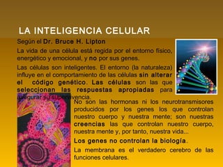 No son las hormonas ni los neurotransmisores
producidos por los genes los que controlan
nuestro cuerpo y nuestra mente; son nuestras
creencias las que controlan nuestro cuerpo,
nuestra mente y, por tanto, nuestra vida...
Los genes no controlan la biología.
La membrana es el verdadero cerebro de las
funciones celulares.
LA INTELIGENCIA CELULAR
Según el Dr. Bruce H. Lipton
La vida de una célula está regida por el entorno físico,
energético y emocional, y no por sus genes.
Las células son inteligentes. El entorno (la naturaleza)
influye en el comportamiento de las células sin alterar
el código genético. Las células son las que
seleccionan las respuestas apropiadas para
asegurar su supervivencia.
 