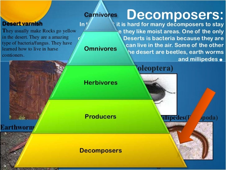 The desert biomes' animals