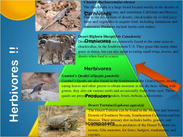 The Desert Biomes Animals