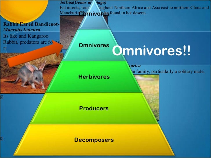 The desert biomes' animals