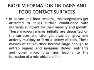 BIOFILM FORMATION ON DAIRY AND
FOOD CONTACT SURFACES
• In nature and food systems, microorganisms get
attracted to solids surface conditioned with
nutrients sufficient for their viability and growth.
These microorganisms initially are deposited on
the surfaces and later get attached, grow and
actively multiply to form a colony of cells. These
masses of cells further become large enough to
entrap organic and inorganic debris, nutrients
and other micro organisms leading to the
formation of a microbial biofilm.
 