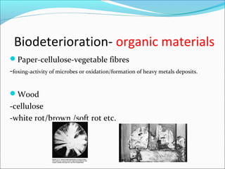 Biodeterioration- organic materials
Paper-cellulose-vegetable fibres
-foxing-activity of microbes or oxidation/formation of heavy metals deposits.
Wood
-cellulose
-white rot/brown /soft rot etc.
 