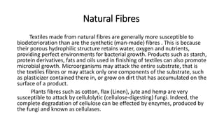 Natural Fibres
Textiles made from natural fibres are generally more susceptible to
biodeterioration than are the synthetic (man-made) fibres . This is because
their porous hydrophilic structure retains water, oxygen and nutrients,
providing perfect environments for bacterial growth. Products such as starch,
protein derivatives, fats and oils used in finishing of textiles can also promote
microbial growth. Microorganisms may attack the entire substrate, that is
the textiles fibres or may attack only one components of the substrate, such
as plasticizer contained there in, or grow on dirt that has accumulated on the
surface of a product.
Plants fibres such as cotton, flax (Linen), jute and hemp are very
susceptible to attack by cellulolytic (cellulose-digesting) fungi. Indeed, the
complete degradation of cellulose can be effected by enzymes, produced by
the fungi and known as cellulases.
 