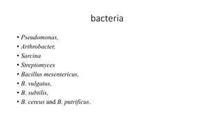 bacteria
• Pseudomonas,
• Arthrobacter,
• Sarcina
• Streptomyces
• Bacillus mesentericus,
• B. vulgatus,
• B. subtilis,
• B. cereus and B. putrificus.
 