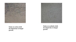 Stains on cotton cloth
developed due to fungal
growth .
Stains on synthetic cloth
developed due to fungal
growth
 