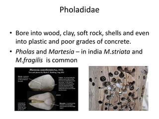Biodeterioration of wood | PPTX