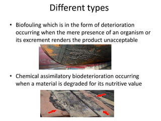Biodeterioration of wood | PPTX