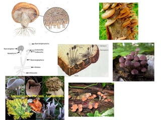 Biodeterioration of wood | PPTX