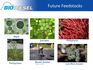 Future Feedstocks




   Algae
                       Jatropha             Halophytes




             Brown Grease
Pennycress   Photo by: Joel Rose           Low Ricin Castor
 