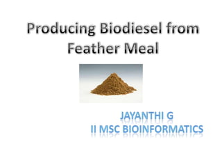 Producing Biodiesel from Feather Meal Jayanthi G II MSc bioinformatics 