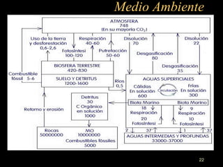Medio Ambiente 