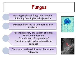 Fungus
 Utilizing single-cell fungi that contains
  lipids .E.g.Cunninghamella japonica

Extracted from the cell and turned into
              Biodiesel

 Recent discovery of a variant of fungus
          Gliocladium roseum
     production of ‘myco-diesel’
  (medium length hydrocarbons) from
                cellulose

Discovered in the rainforests of northern
               Patagonia
 