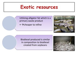 Exotic resources

Utilizing alligator fat which is a
primary waste product
• cheaper to refine




 Biodiesel produced is similar
  in composition to biodiesel
    created from soybeans
 